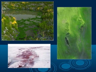 Protista pcc revised