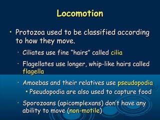 LocomotionLocomotion
• Protozoa used to be classified accordingProtozoa used to be classified according
to how they move.to how they move.
•
Ciliates use fine “hairs” calledCiliates use fine “hairs” called ciliacilia
•
Flagellates use longer, whip-like hairs calledFlagellates use longer, whip-like hairs called
flagellaflagella
•
Amoebas and their relatives useAmoebas and their relatives use pseudopodiapseudopodia
• Pseudopodia are also used to capture foodPseudopodia are also used to capture food
•
Sporozoans (apicomplexans) don’t have anySporozoans (apicomplexans) don’t have any
ability to move (ability to move (non-motilenon-motile))
 