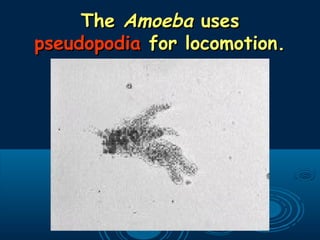 TheThe AmoebaAmoeba usesuses
pseudopodiapseudopodia for locomotion.for locomotion.
 