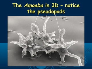 TheThe AmoebaAmoeba in 3D – noticein 3D – notice
the pseudopodsthe pseudopods
 