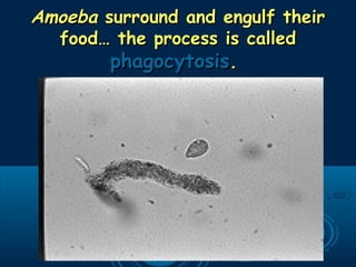 AmoebaAmoeba surround and engulf theirsurround and engulf their
food… the process is calledfood… the process is called
phagocytosisphagocytosis..
 