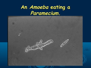 AnAn AmoebaAmoeba eating aeating a
ParameciumParamecium..
 