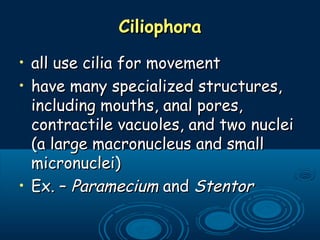 CiliophoraCiliophora
• all use cilia for movementall use cilia for movement
• have many specialized structures,have many specialized structures,
including mouths, anal pores,including mouths, anal pores,
contractile vacuoles, and two nucleicontractile vacuoles, and two nuclei
(a large macronucleus and small(a large macronucleus and small
micronuclei)micronuclei)
• Ex. –Ex. – ParameciumParamecium andand StentorStentor
 