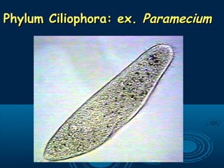 Phylum Ciliophora: ex.Phylum Ciliophora: ex. ParameciumParamecium
 