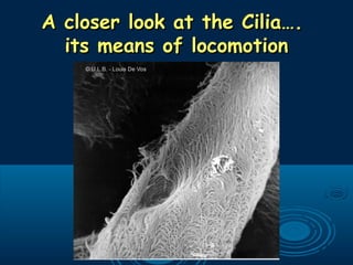 A closer look at the Cilia….A closer look at the Cilia….
its means of locomotionits means of locomotion
 