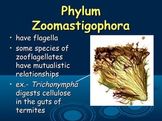 PhylumPhylum
ZoomastigophoraZoomastigophora
• have flagellahave flagella
• some species ofsome species of
zooflagellateszooflagellates
have mutualistichave mutualistic
relationshipsrelationships
• ex.-ex.- TrichonymphaTrichonympha
digests cellulosedigests cellulose
in the guts ofin the guts of
termitestermites
 