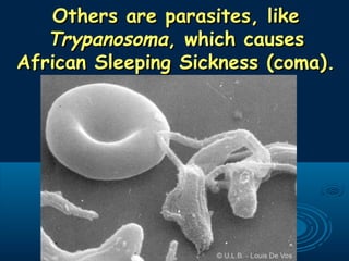 Others are parasites, likeOthers are parasites, like
TrypanosomaTrypanosoma, which causes, which causes
African Sleeping Sickness (coma).African Sleeping Sickness (coma).
 