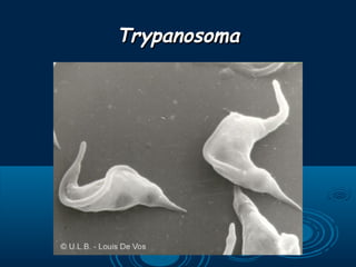 TrypanosomaTrypanosoma
 
