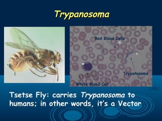 TrypanosomaTrypanosoma
Tsetse Fly: carries Trypanosoma to
humans; in other words, it’s a Vector
White Blood Cell
Red Blood Cells
Trypanosoma
 