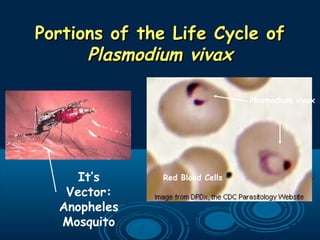 Portions of the Life Cycle ofPortions of the Life Cycle of
Plasmodium vivaxPlasmodium vivax
It’s
Vector:
Anopheles
Mosquito
Plasmodium vivax
Red Blood Cells
 