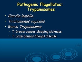 Pathogenic Flagellates:Pathogenic Flagellates:
TrypanosomesTrypanosomes
• Giardia lambliaGiardia lamblia
• Trichomonas vaginalisTrichomonas vaginalis
• GenusGenus TrypanosomaTrypanosoma
•
T. bruceiT. brucei causes sleeping sicknesscauses sleeping sickness
•
T. cruziT. cruzi causes Chagas diseasecauses Chagas disease
 