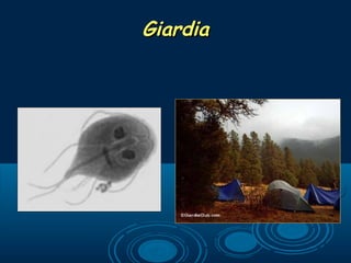 GiardiaGiardia
 