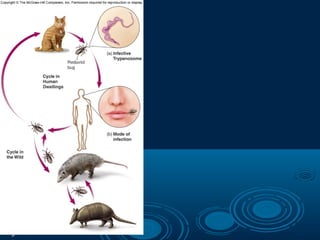 Figure 5.27
T. cruzi causes
Chagas disease
 