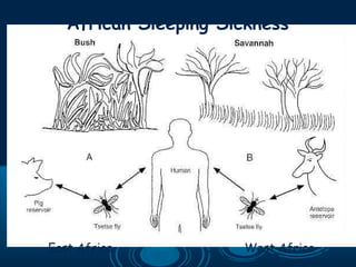 East Africa West Africa
African Sleeping Sickness
 