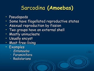 SarcodinaSarcodina (Amoebas)(Amoebas)
• PseudopodsPseudopods
• Some have flagellated reproductive statesSome have flagellated reproductive states
• Asexual reproduction by fissionAsexual reproduction by fission
• Two groups have an external shellTwo groups have an external shell
• Mostly uninucleateMostly uninucleate
• Usually encystUsually encyst
• Most free-livingMost free-living
• ExamplesExamples
•
EntamoebaEntamoeba
•
ForaminiferaForaminifera
•
RadiolariansRadiolarians
 