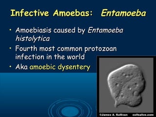 Infective Amoebas:Infective Amoebas: EntamoebaEntamoeba
• Amoebiasis caused byAmoebiasis caused by EntamoebaEntamoeba
histolyticahistolytica
• Fourth most common protozoanFourth most common protozoan
infection in the worldinfection in the world
• AkaAka amoebic dysenteryamoebic dysentery
 