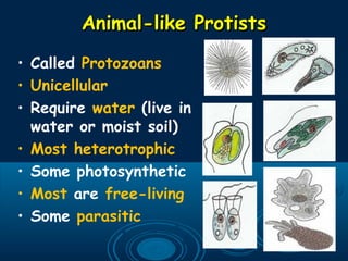 Animal-like ProtistsAnimal-like Protists
• Called Protozoans
• Unicellular
• Require water (live in
water or moist soil)
• Most heterotrophic
• Some photosynthetic
• Most are free-living
• Some parasitic
 