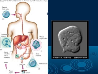 Figure 5.28
Entamoeba histolytica
 