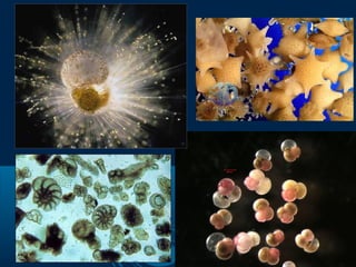 Foraminifera
 