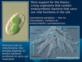 Cyanophora paradoxaCyanophora paradoxa - has no- has no
chloroplasts; contains anchloroplasts; contains an
endosymbiotic cyanobacterium.endosymbiotic cyanobacterium.
PelomyxaPelomyxa has nohas no
mitochondria; thismitochondria; this
amoeba depends onamoeba depends on
aerobic bacterialaerobic bacterial
symbionts to carry outsymbionts to carry out
respirationrespiration
More support for the theory:More support for the theory:
Living organisms that containLiving organisms that contain
endosymbiotic bacteria that carryendosymbiotic bacteria that carry
out vital functions in the cell.out vital functions in the cell.
 