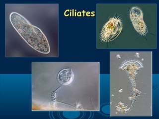 CiliatesCiliates
 