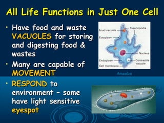 All Life Functions in Just One CellAll Life Functions in Just One Cell
• Have food and wasteHave food and waste
VACUOLESVACUOLES for storingfor storing
and digesting food &and digesting food &
wasteswastes
• Many are capable ofMany are capable of
MOVEMENTMOVEMENT
• RESPONDRESPOND toto
environment – someenvironment – some
have light sensitivehave light sensitive
eyespoteyespot
Amoeba
Paramecium
 