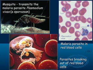 Mosquito - transmits theMosquito - transmits the
malaria parasitemalaria parasite PlasmodiumPlasmodium
vivaxvivax (a sporozoan)(a sporozoan)
Malaria parasite inMalaria parasite in
red blood cellsred blood cells
Parasites breakingParasites breaking
out of red bloodout of red blood
cellscells
 