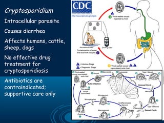 Cryptosporidium
Intracellular parasite
Causes diarrhea
Affects humans, cattle,
sheep, dogs
No effective drug
treatment for
cryptosporidiosis
Antibiotics are
contraindicated;
supportive care only
 
