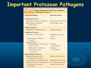 Important Protozoan PathogensImportant Protozoan Pathogens
 