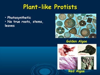 Plant-like ProtistsPlant-like Protists
Red Algae
Golden Algae
• Photosynthetic
• No true roots, stems,
leaves
 