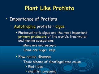 Plant Like ProtistaPlant Like Protista
• Importance of ProtistsImportance of Protists
•
AutotrophicAutotrophic protists =protists = algaealgae
• Photosynthetic algae are the most importantPhotosynthetic algae are the most important
primary producersprimary producers of the world’s freshwaterof the world’s freshwater
and marine ecosystemsand marine ecosystems
•
Many are microscopicMany are microscopic
•
Some are huge: kelpSome are huge: kelp
• Few cause diseaseFew cause disease
•
Toxic blooms of dinoflagellates causeToxic blooms of dinoflagellates cause
• Red tidesRed tides
• shellfish poisoningshellfish poisoning
 