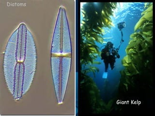 Diatoms
Giant Kelp
 