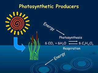 Photosynthetic ProducersPhotosynthetic Producers
6 CO2 + 6H2O 6 C6H12O6
Photosynthesis
Respiration
Energy
Energy
 