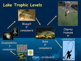 Lake Trophic LevelsLake Trophic Levels
ZooplanktonZooplankton
11oo
consumersconsumers
BluegillBluegill
22oo
consumersconsumers
Algae - producersAlgae - producers
BassBass
33oo
consumersconsumers
OspreyOsprey
HumansHumans
44oo
consumersconsumers
 