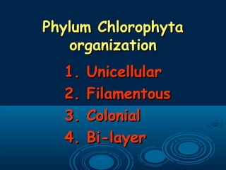 Phylum ChlorophytaPhylum Chlorophyta
organizationorganization
1. Unicellular1. Unicellular
2. Filamentous2. Filamentous
3. Colonial3. Colonial
4. Bi-layer4. Bi-layer
 