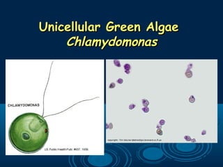 Unicellular Green AlgaeUnicellular Green Algae
ChlamydomonasChlamydomonas
 