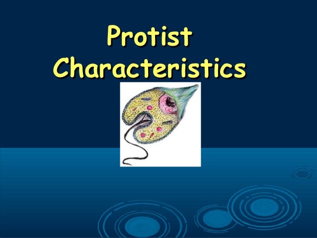 Which Protist Exhibits Both Animal-like And Plant-like Characteristics Which Protist Exhibits Both Animal Like And Plant Like Characteristics