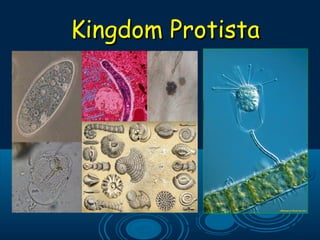 Kingdom ProtistaKingdom Protista
 