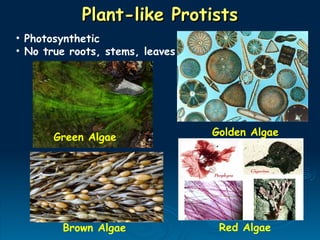 Plant-like Protists
Plant-like Protists
Green Algae
Red Algae
Brown Algae
Golden Algae
• Photosynthetic
• No true roots, stems, leaves
 