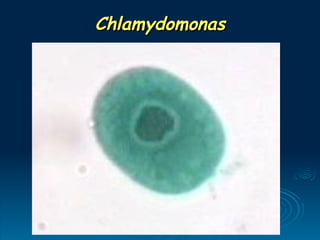 Chlamydomonas
Chlamydomonas
 