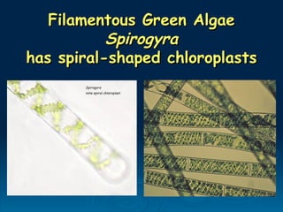 Filamentous Green Algae
Filamentous Green Algae
Spirogyra
Spirogyra
has spiral-shaped chloroplasts
has spiral-shaped chloroplasts
 