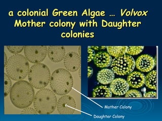 a colonial Green Algae …
a colonial Green Algae … Volvox
Volvox
Mother colony with Daughter
Mother colony with Daughter
colonies
colonies
Mother Colony
Daughter Colony
 
