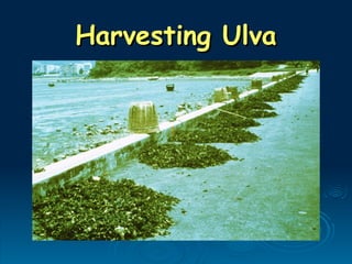 Harvesting Ulva
Harvesting Ulva
 