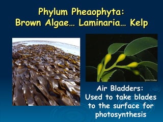 Phylum Pheaophyta:
Phylum Pheaophyta:
Brown Algae… Laminaria… Kelp
Brown Algae… Laminaria… Kelp
Air Bladders:
Used to take blades
to the surface for
photosynthesis
 
