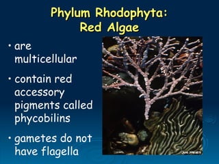 Phylum Rhodophyta:
Phylum Rhodophyta:
Red Algae
Red Algae
• are
multicellular
• contain red
accessory
pigments called
phycobilins
• gametes do not
have flagella
 