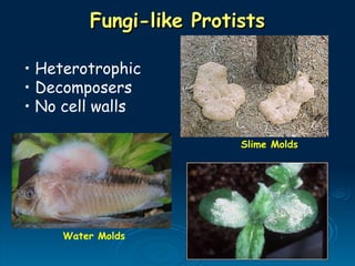 Fungi-like Protists
Fungi-like Protists
• Heterotrophic
• Decomposers
• No cell walls
Slime Molds
Water Molds
 