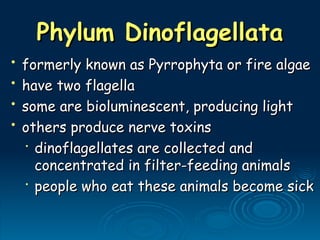• formerly known as Pyrrophyta or fire algae
formerly known as Pyrrophyta or fire algae
• have two flagella
have two flagella
• some are bioluminescent, producing light
some are bioluminescent, producing light
• others produce nerve toxins
others produce nerve toxins
•
dinoflagellates are collected and
dinoflagellates are collected and
concentrated in filter-feeding animals
concentrated in filter-feeding animals
•
people who eat these animals become sick
people who eat these animals become sick
Phylum Dinoflagellata
Phylum Dinoflagellata
 