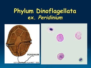 Phylum Dinoflagellata
Phylum Dinoflagellata
ex.
ex. Peridinium
Peridinium
 