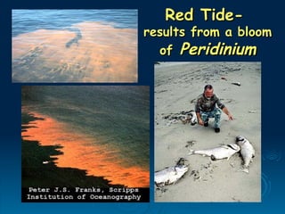 Red Tide-
Red Tide-
results from a bloom
results from a bloom
of
of Peridinium
Peridinium
 