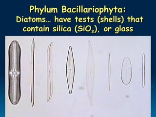 Phylum Bacillariophyta:
Phylum Bacillariophyta:
Diatoms… have tests (shells) that
Diatoms… have tests (shells) that
contain silica (SiO
contain silica (SiO2
2), or glass
), or glass
 